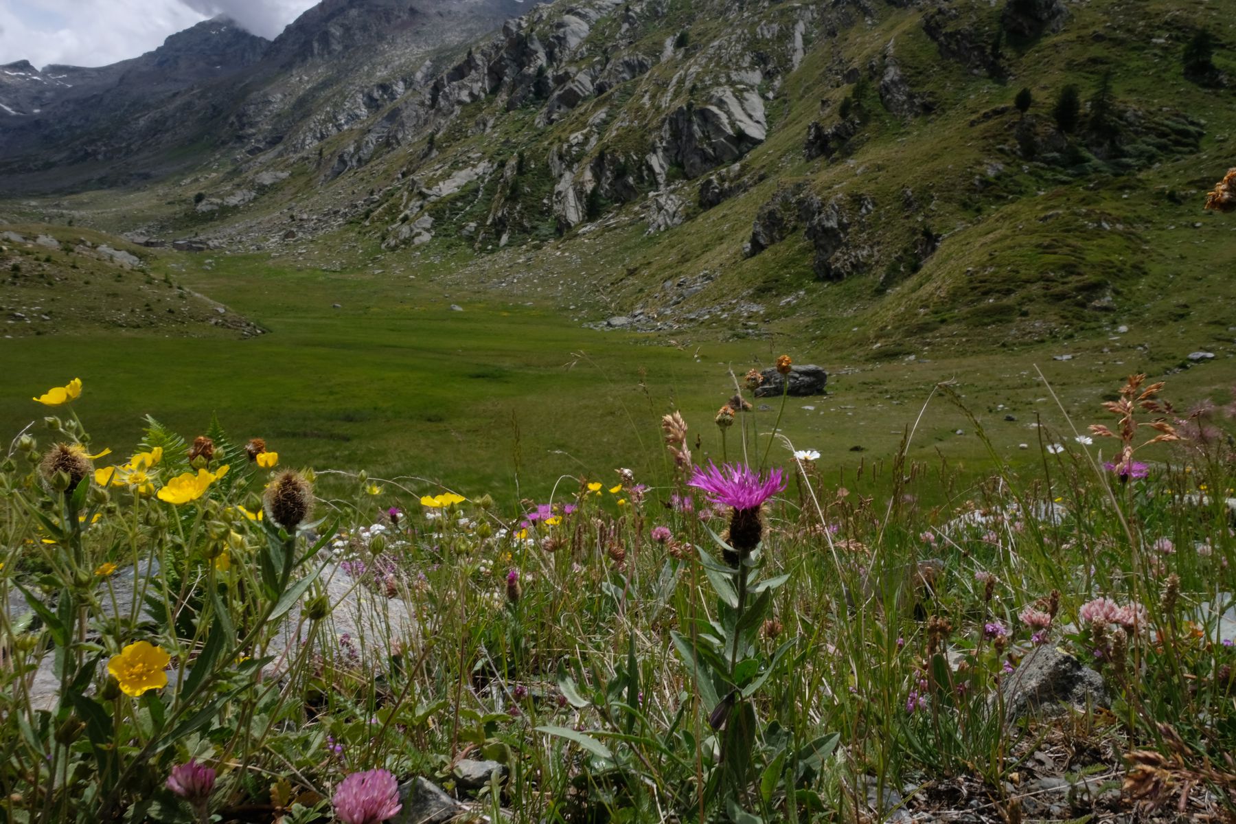 Colourful wildflowers