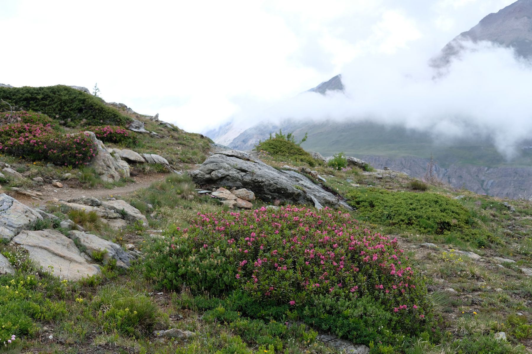 Still more mountaintop wildflowers.