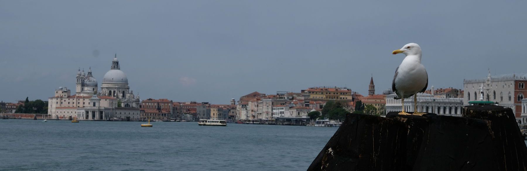 Bird on pier overlooking Venice