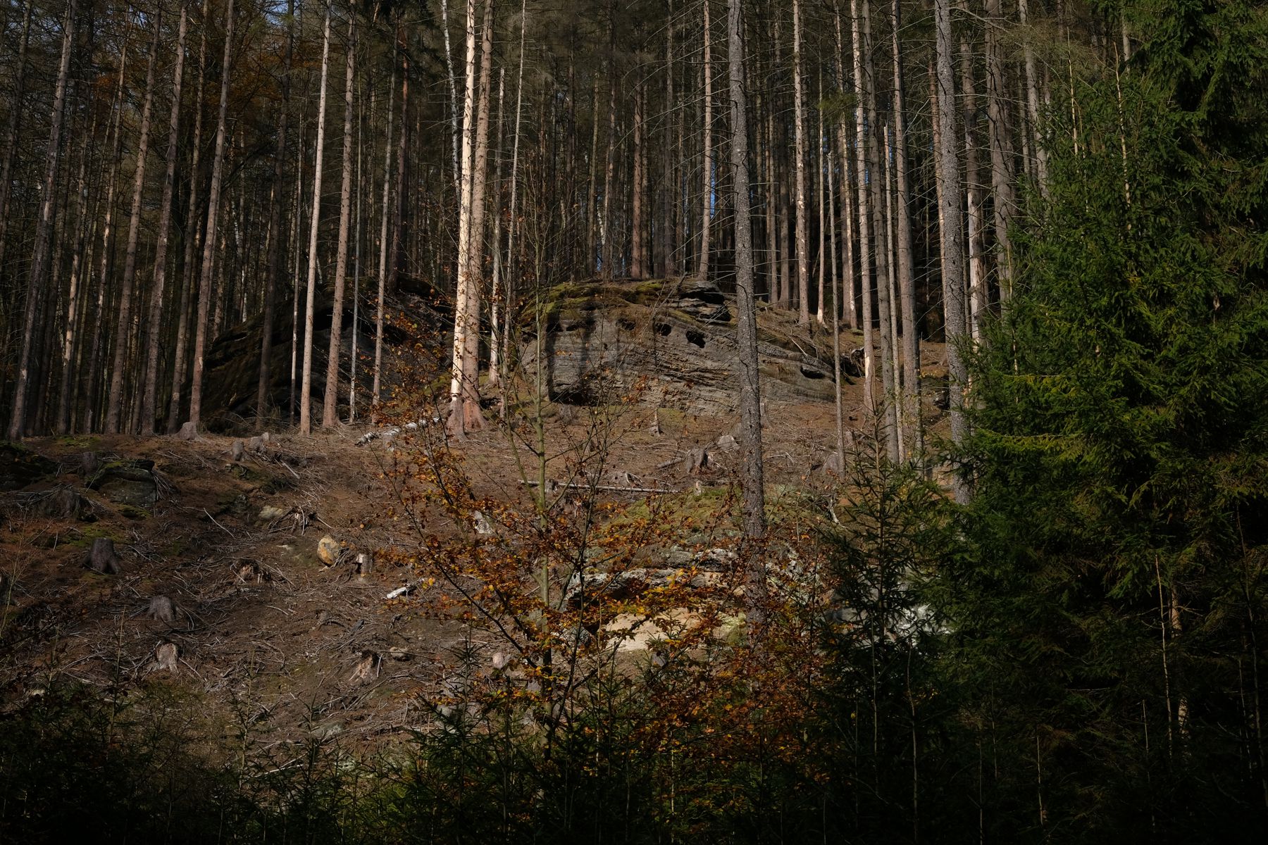 Rock formation in forest