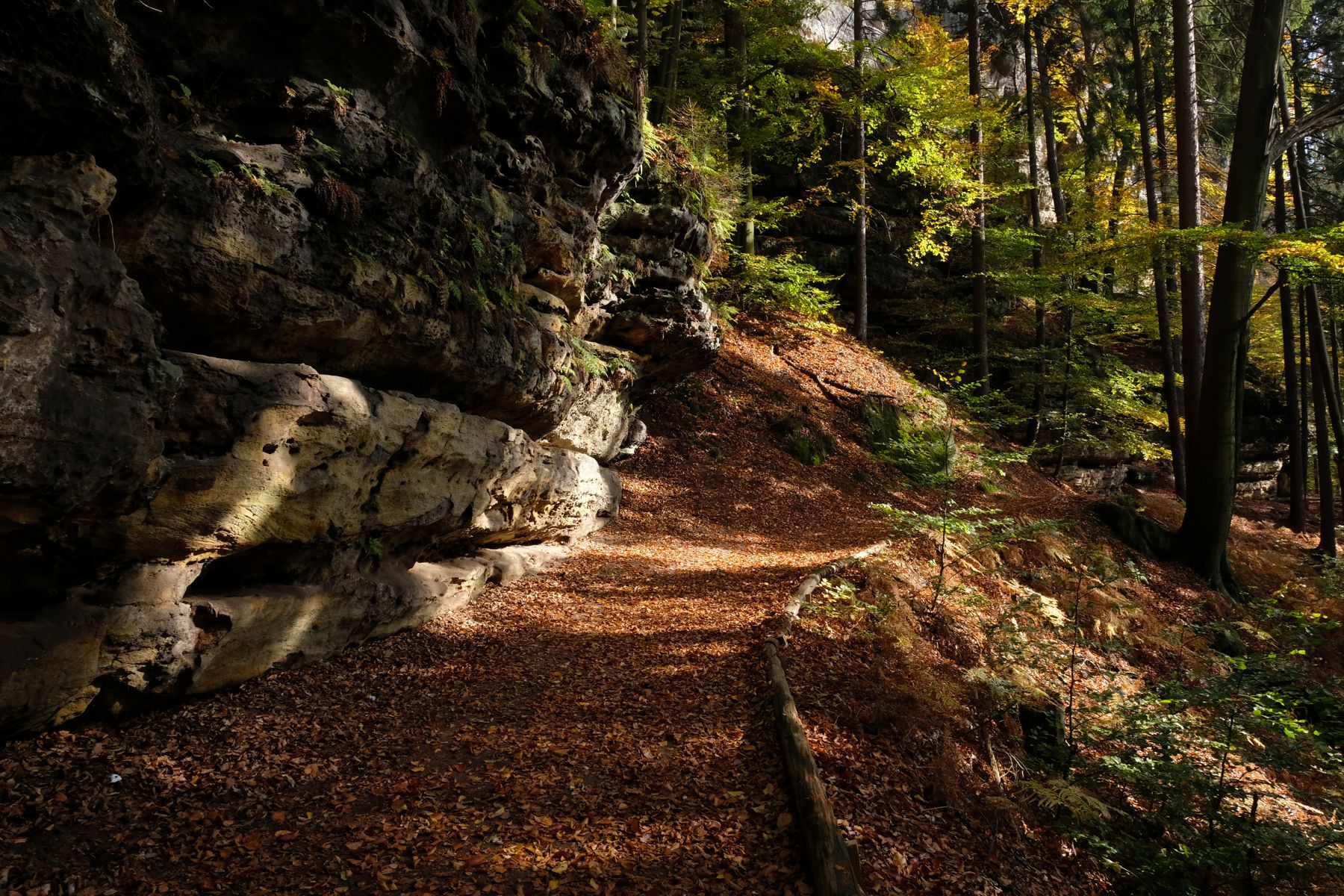 Trail through the forest