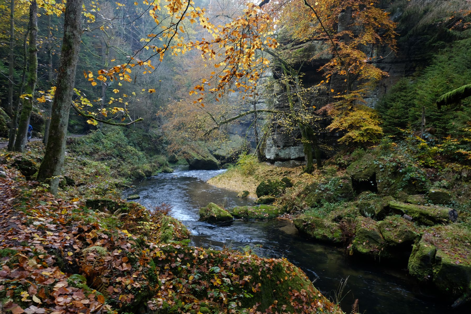 Riverside walk through the forest