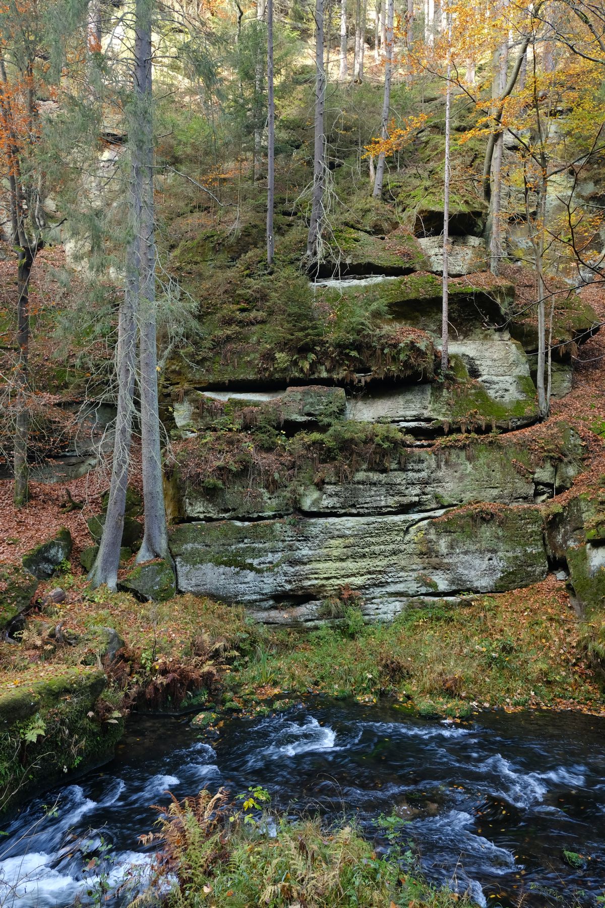 Forest in Bohemian Switzerland