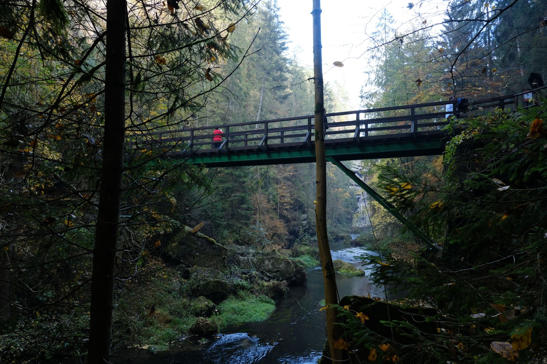 footbridge over stream in forest