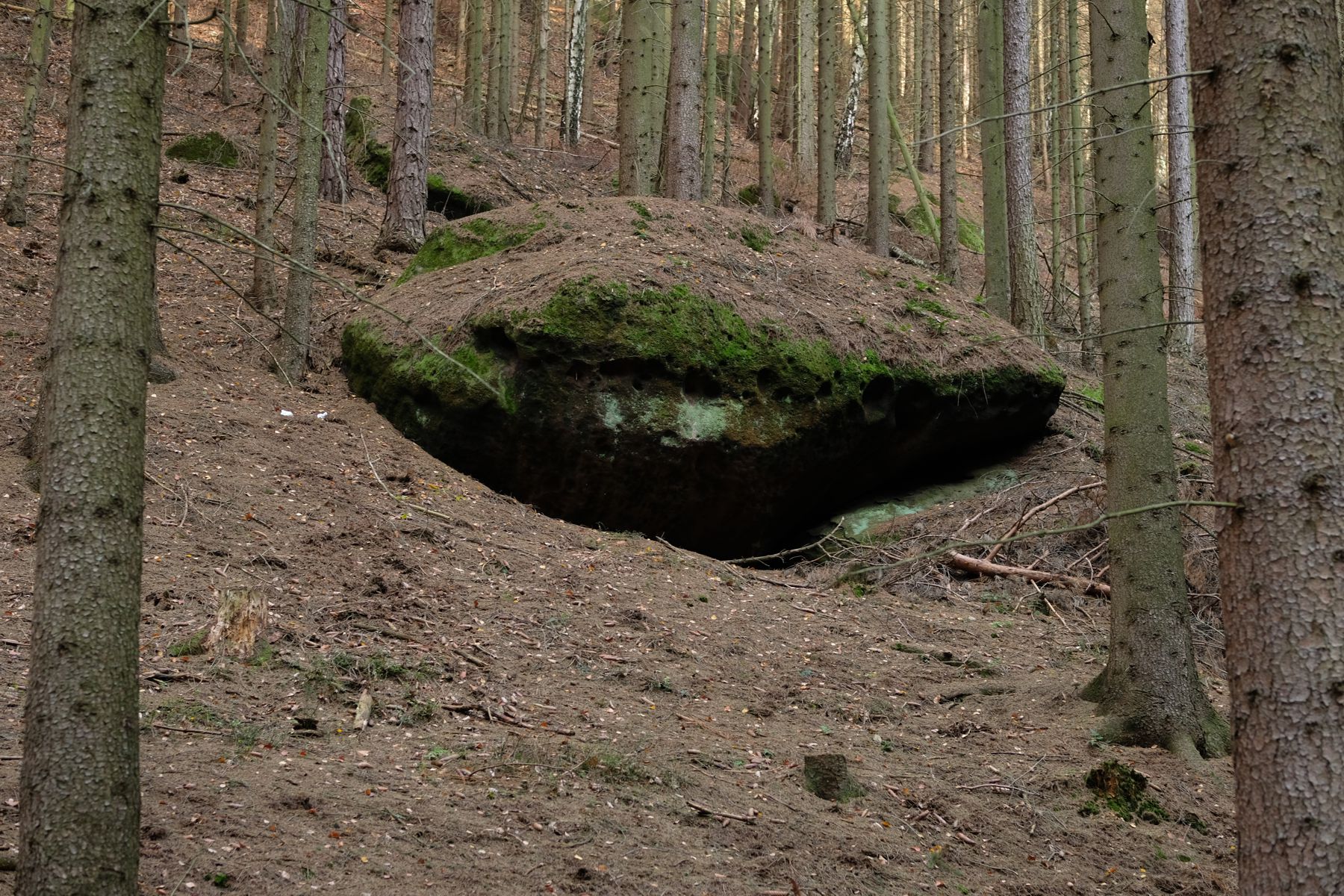 Flying saucer shaped stone in forest