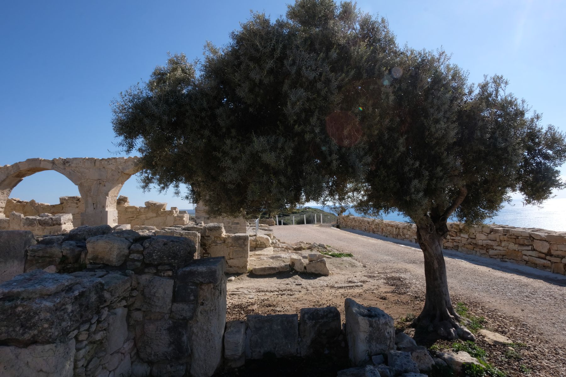 Ruins and tree in Kato Paphos