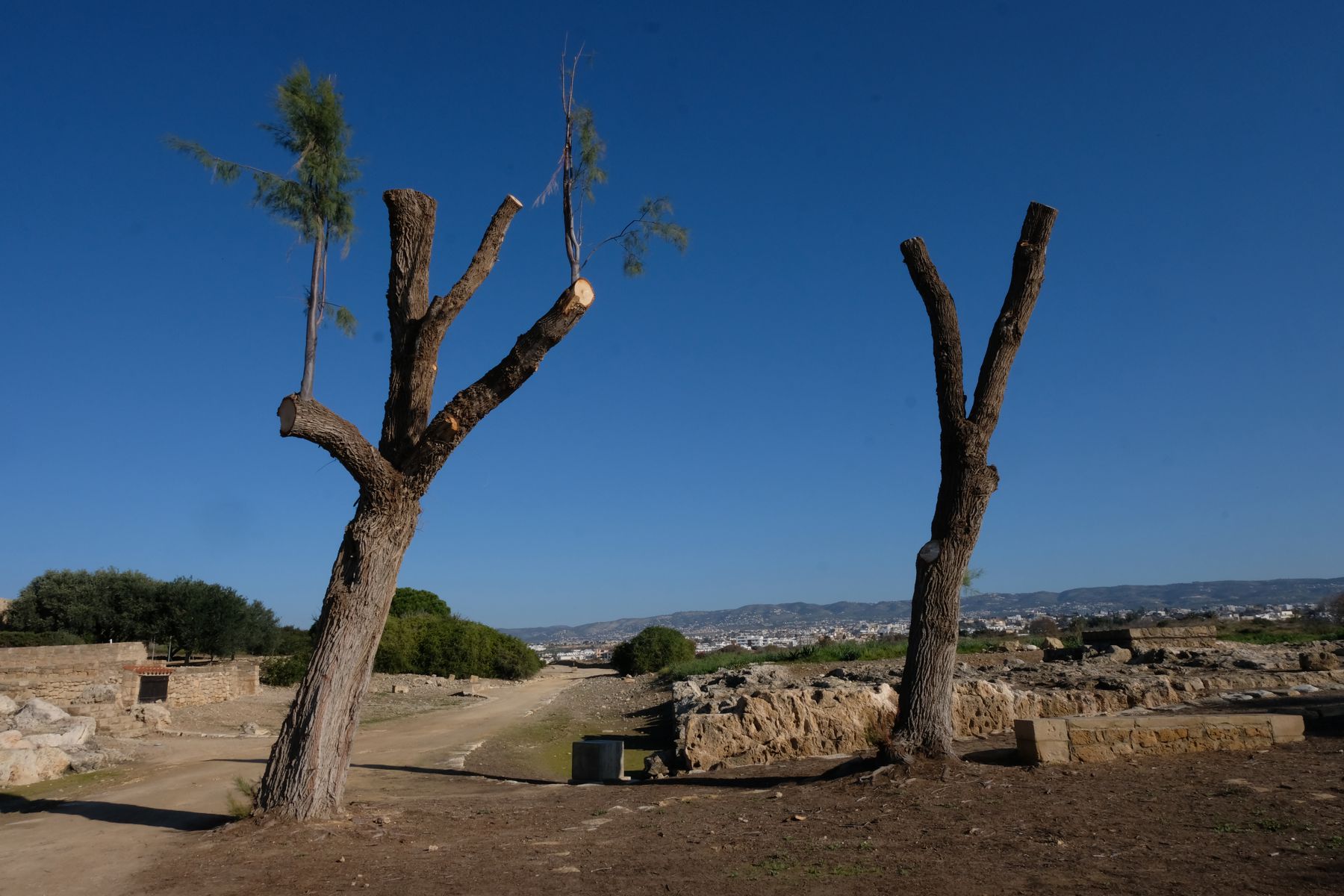 Two trees dancing in Kato Paphos