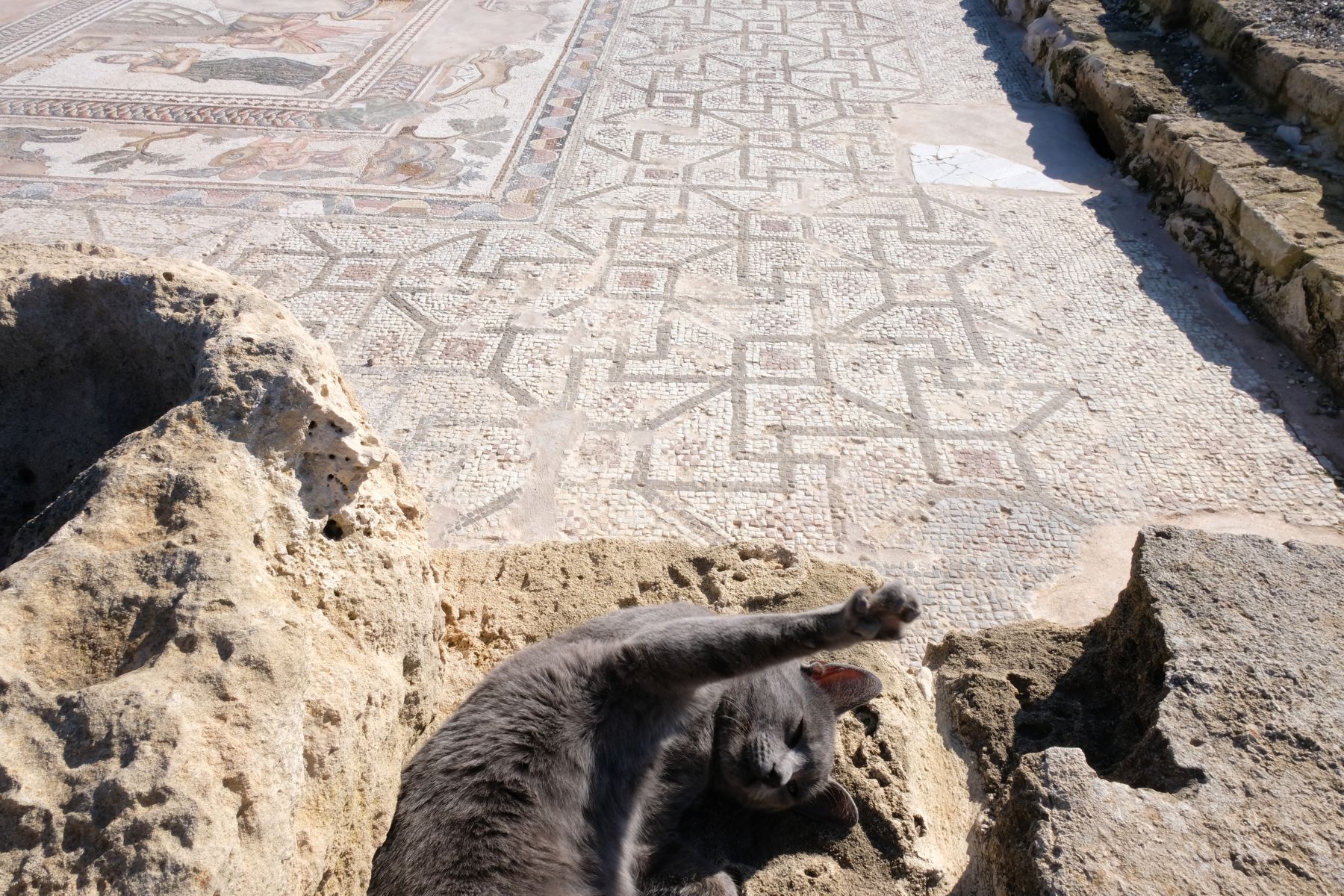 Cat trying to get into picture of mosaic in Kato Paphos