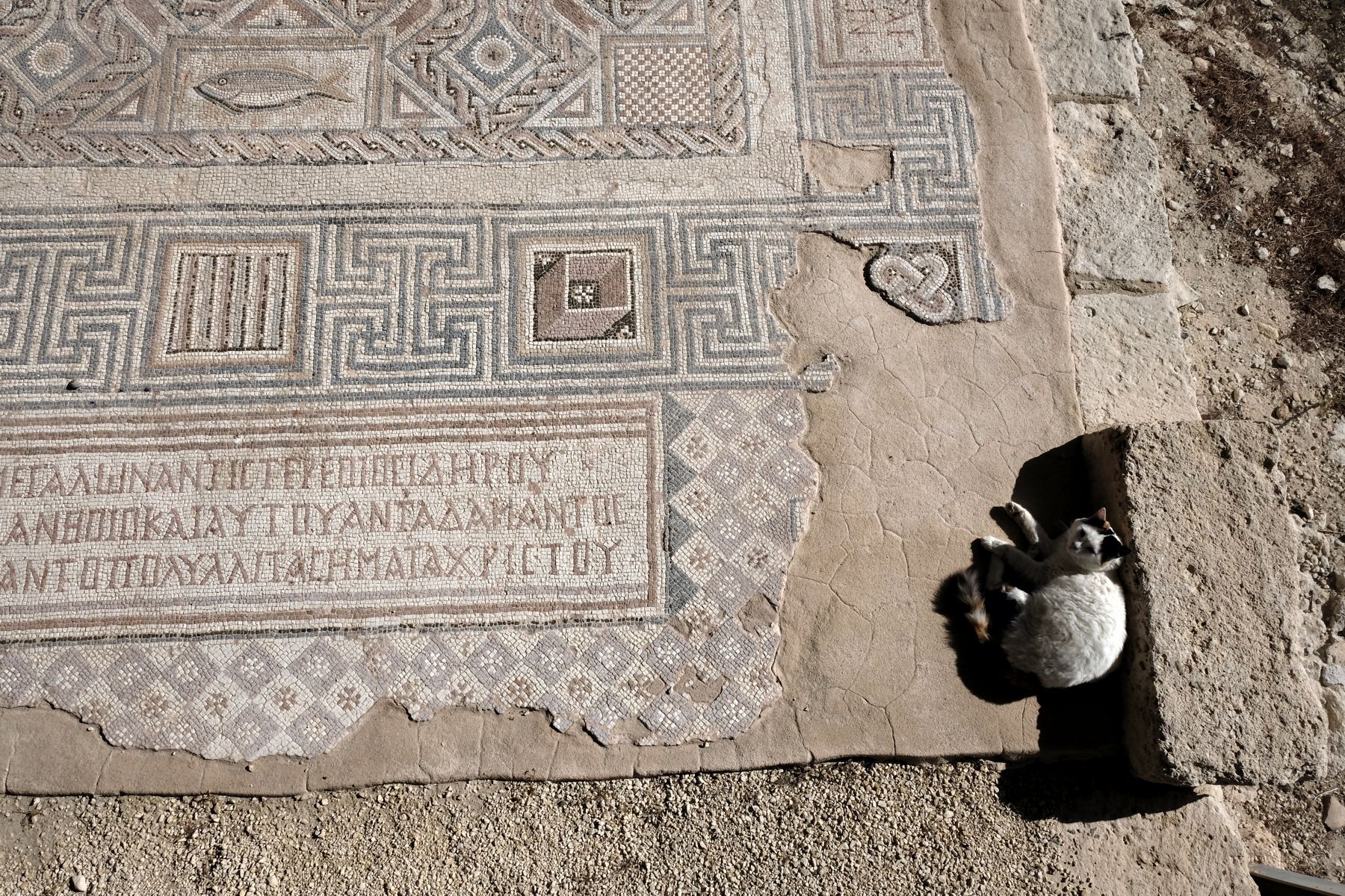 Cat guarding mosaic floor in Kourion; there are a lot of cats in Cyprus