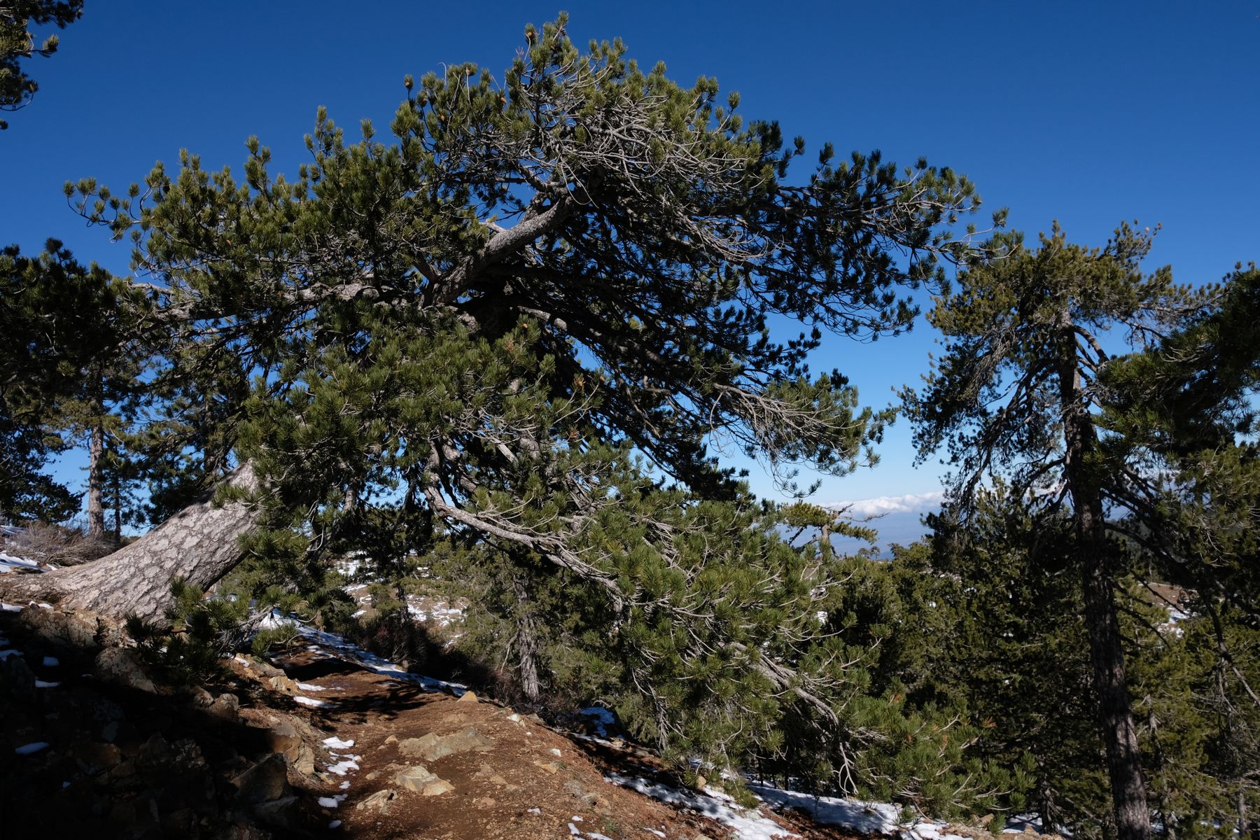 Leaning tree on Artemis trail
