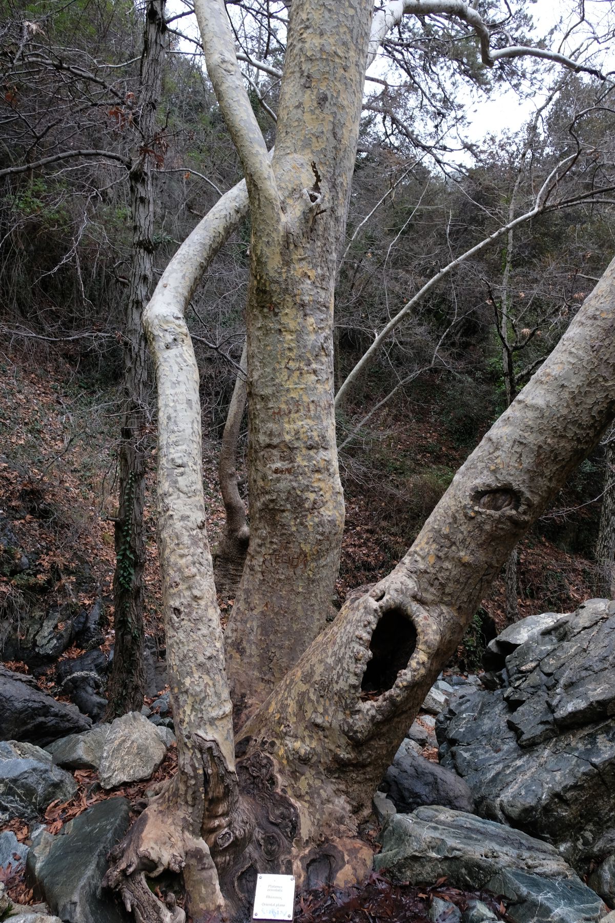 Haunted tree on Caledonia trail.