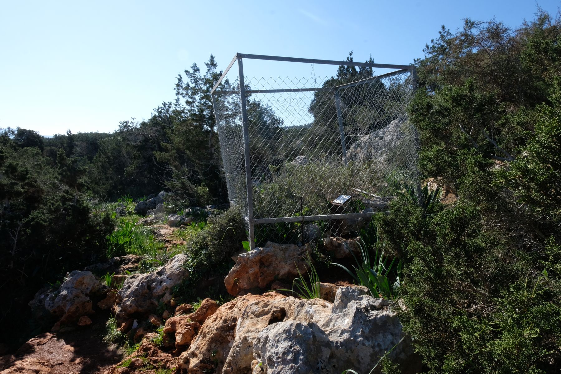 Wild plants kept in cage.