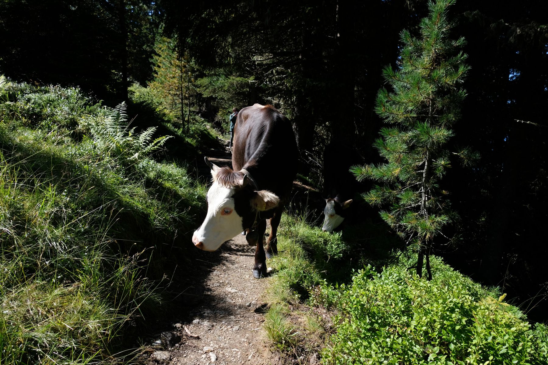 Bovine thugs on the mountain