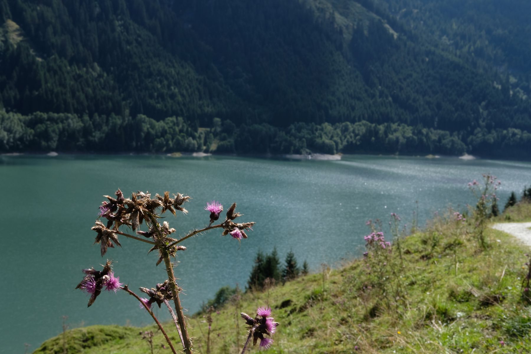 Flowers by the lake