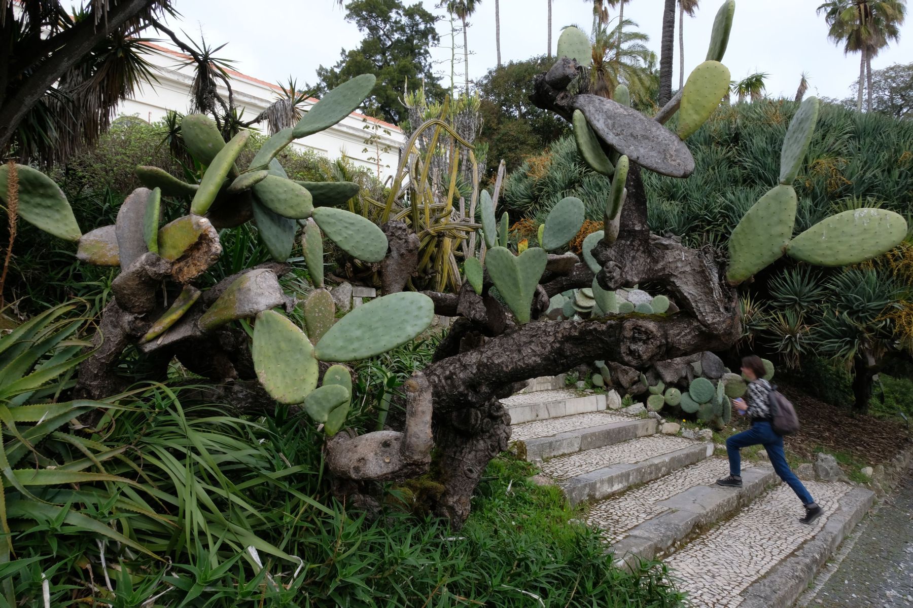 A familiar figure dashing through the botanical garden.