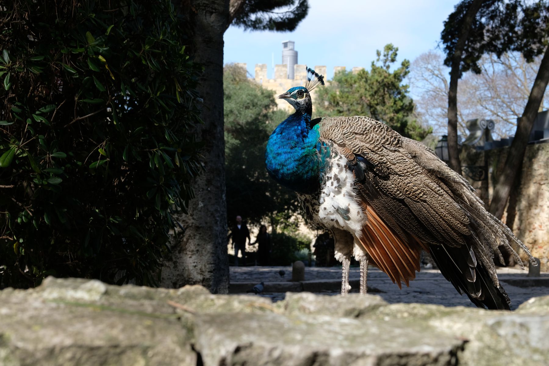 Peacock in St George's castle.