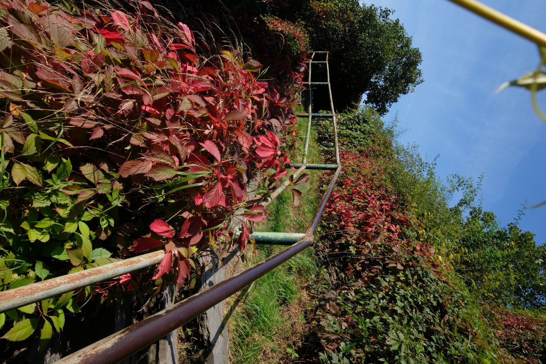 Footpath up mountain near Monschau