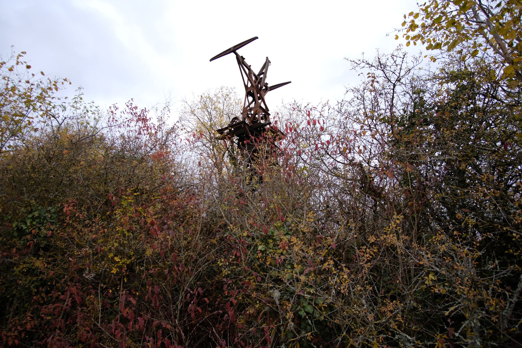 Power pole jutting out of trees