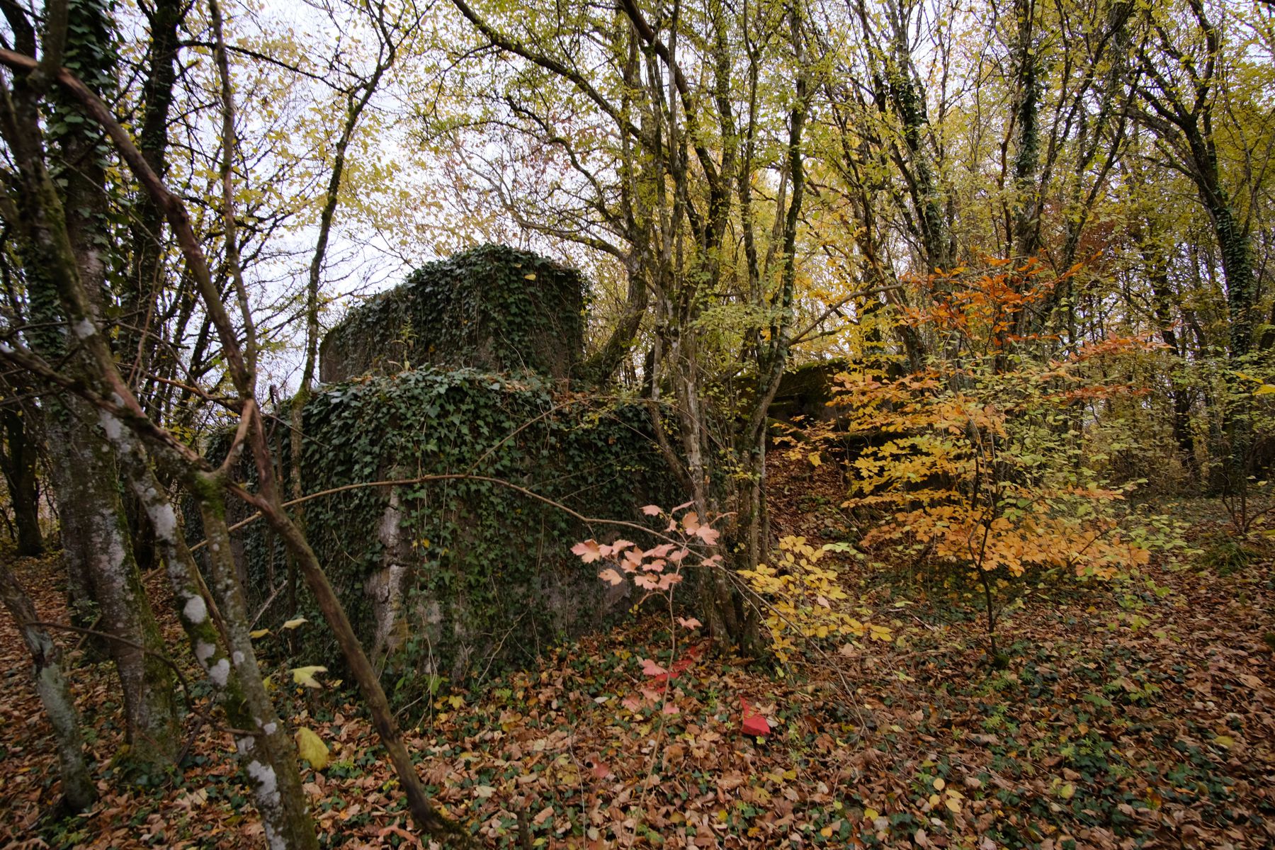 Industrial ruins hiding in the woods