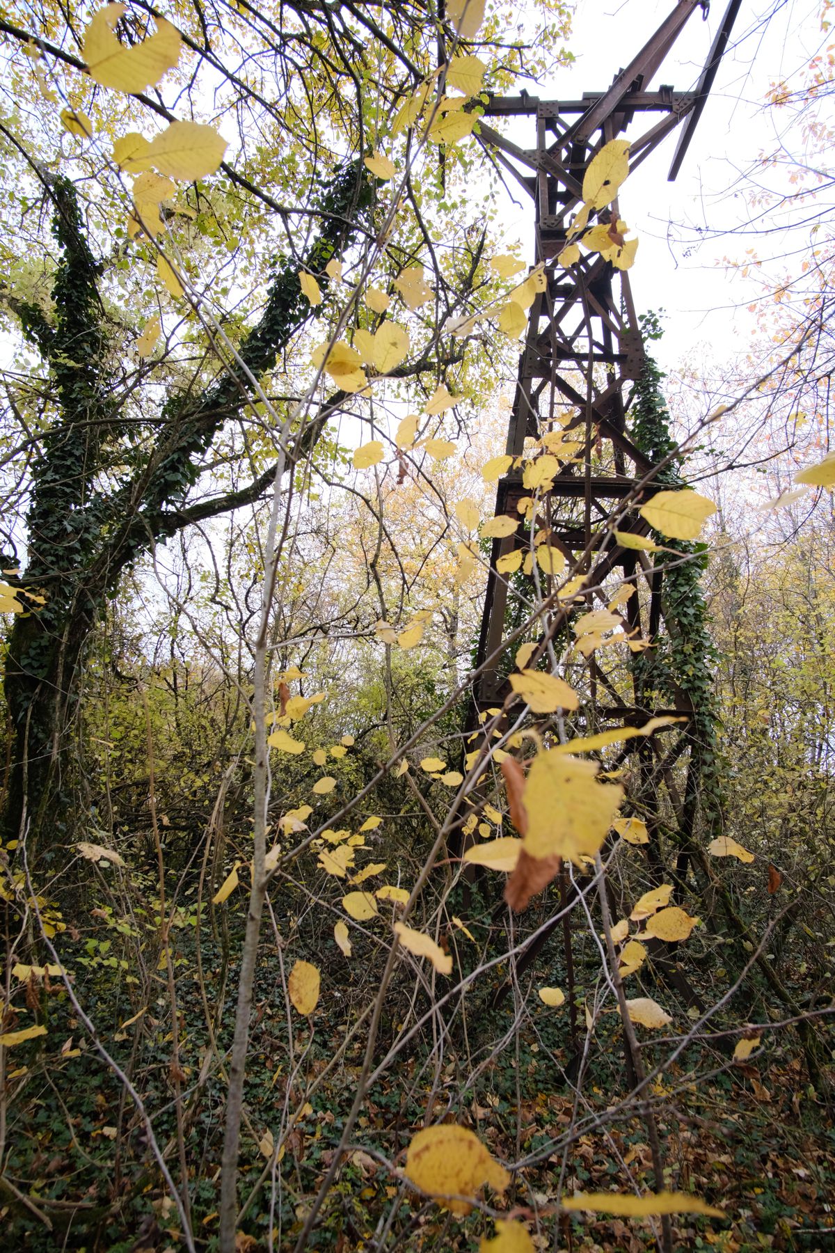 Old power pole in trees