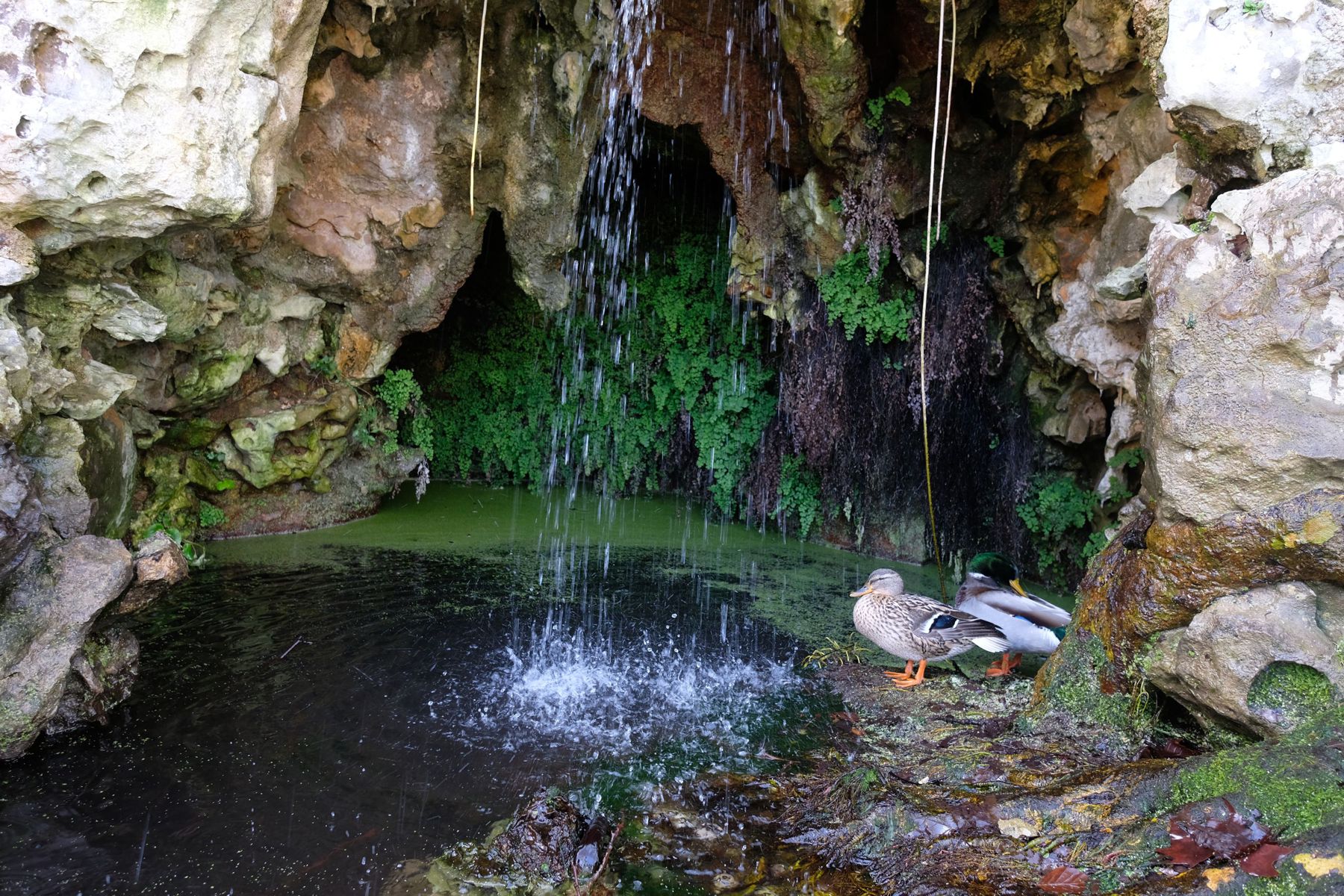 Duck ponda at Quinta da Regaleira, Sintra.