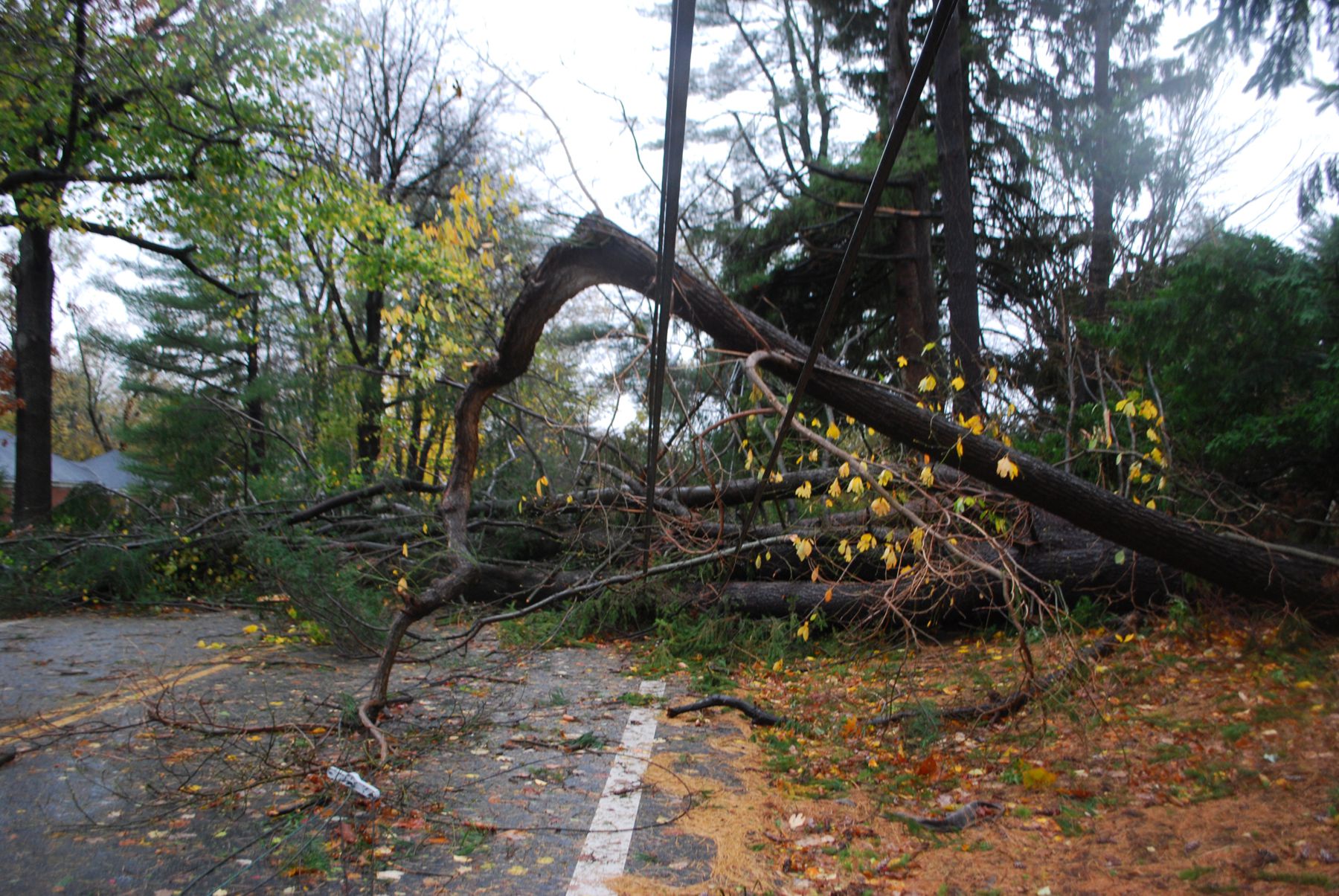 Hurricane Sandy: fallen trees and cables