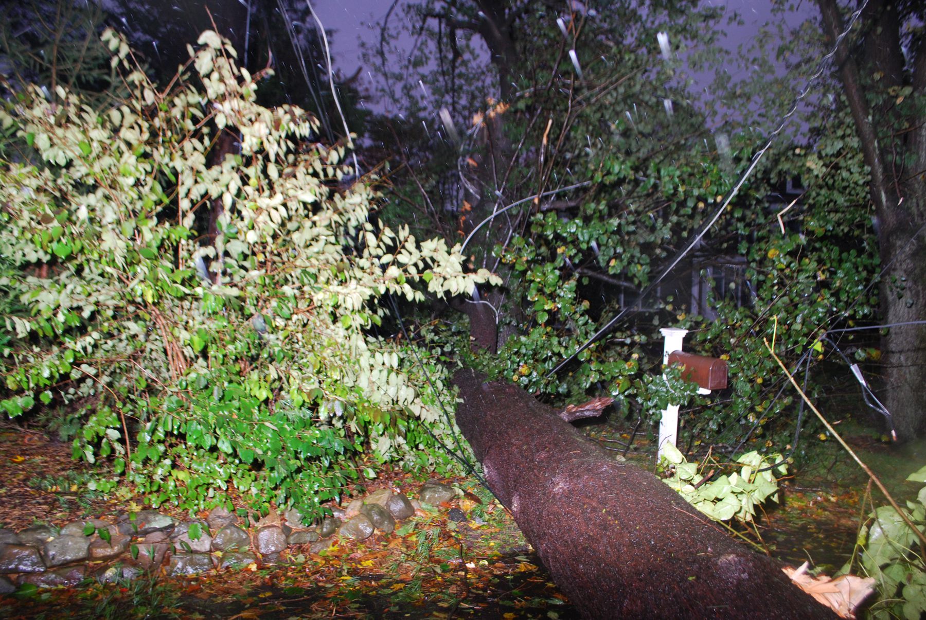 Fallen tree at night