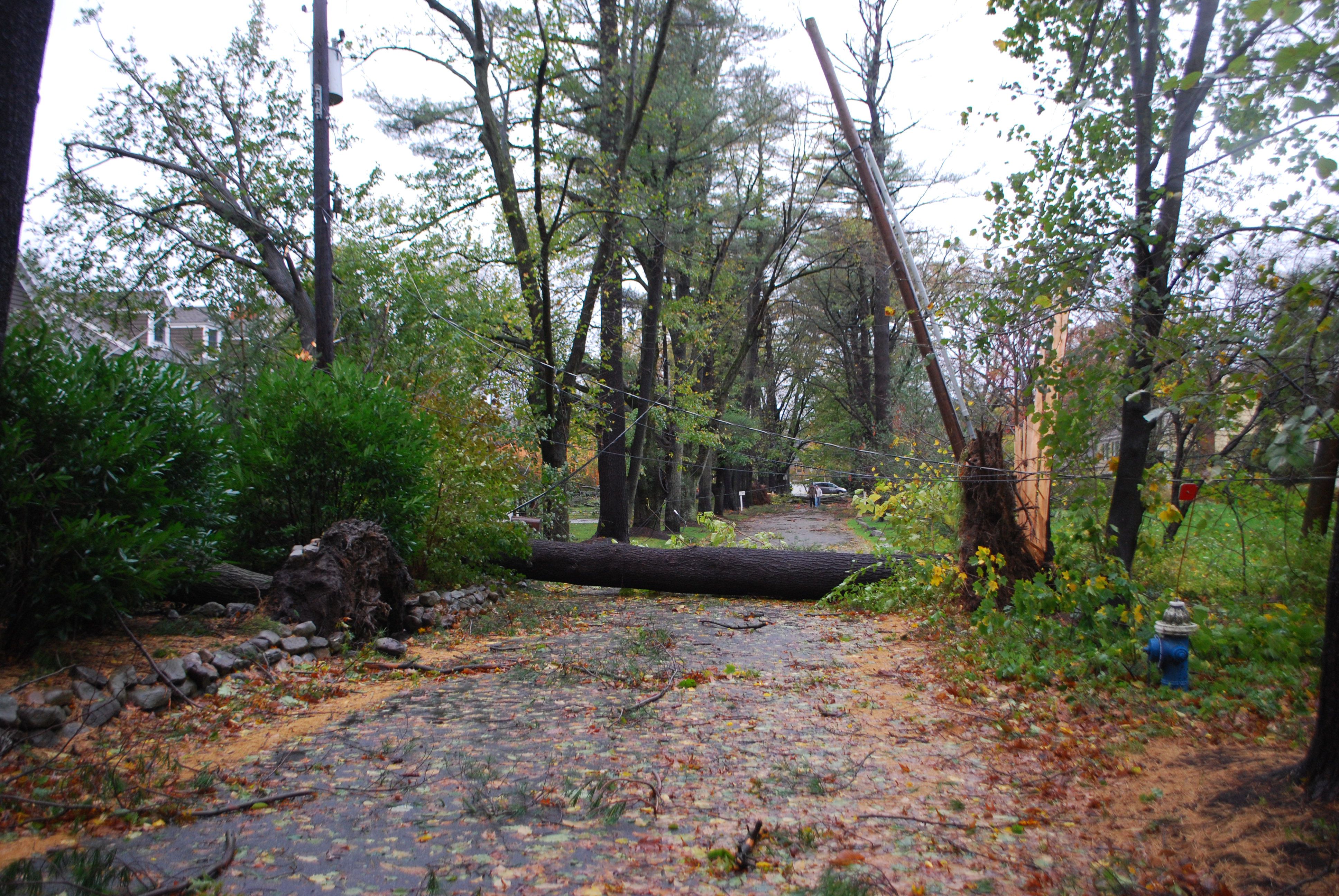 Hurricane Sandy - fallen trees