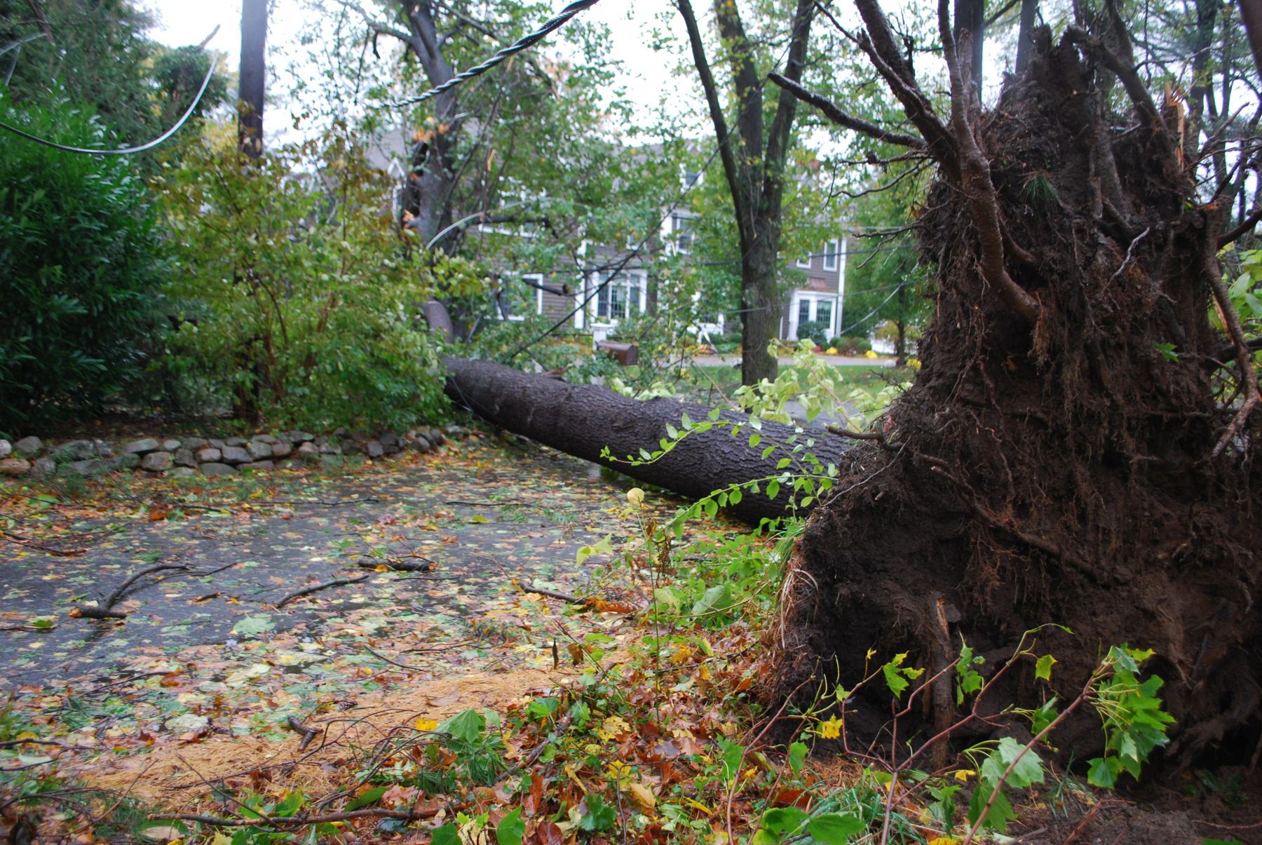 Hurricane Sandy - fallen tree