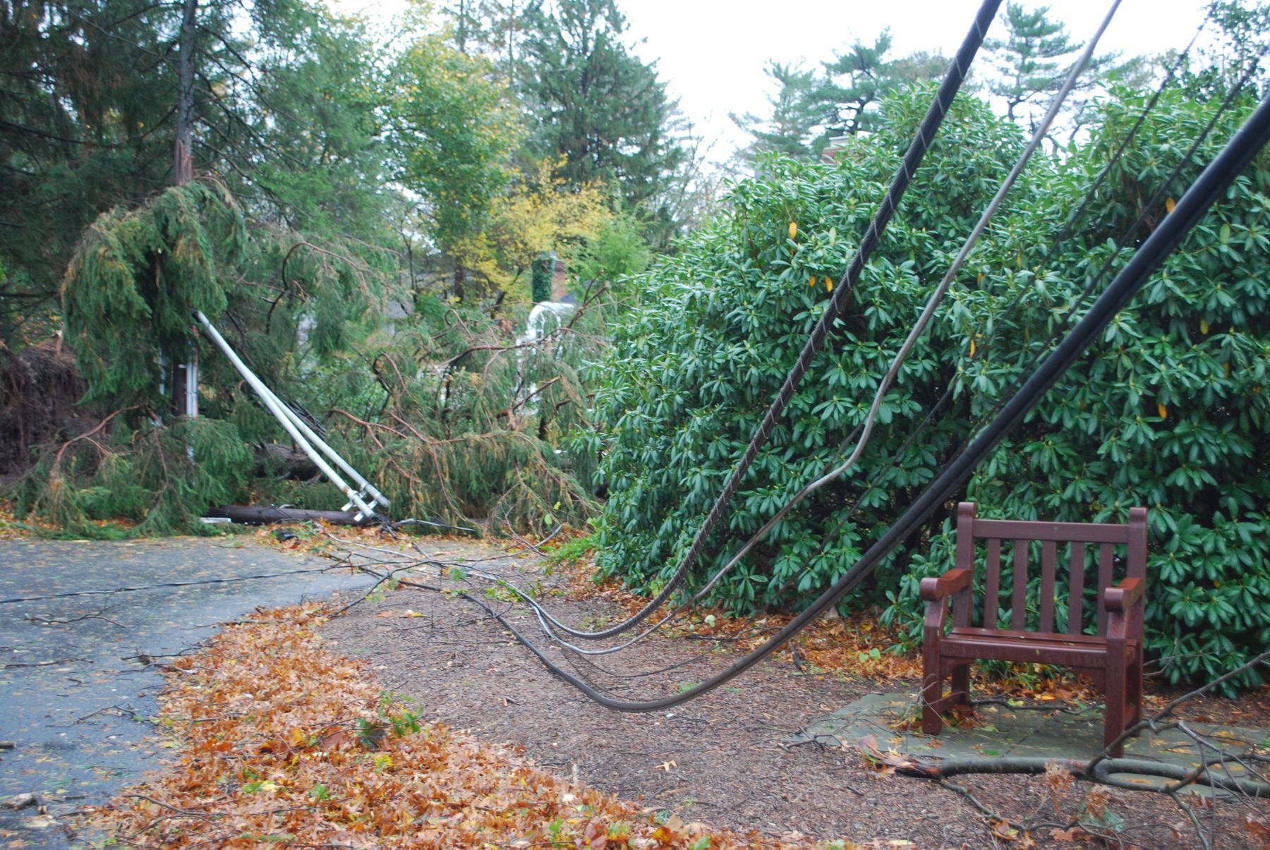Fallen trees and electricity cables