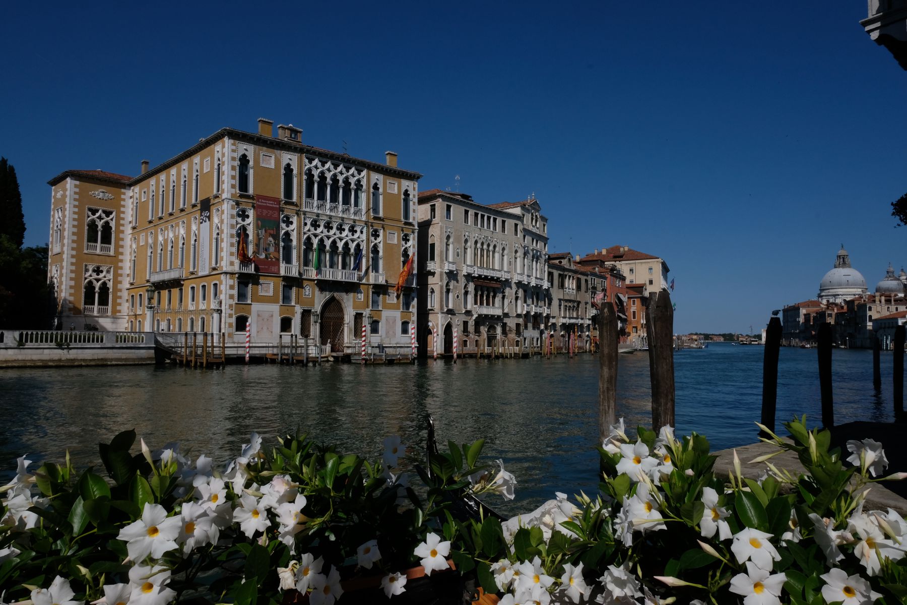 View of the canal through flowers